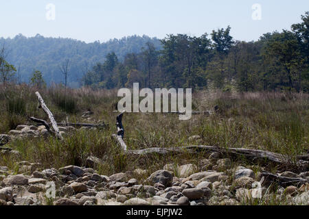 Dry river valley. Bardia National Park. Nepal. Bengal Tiger (Panthera tigris), habitat. Stock Photo