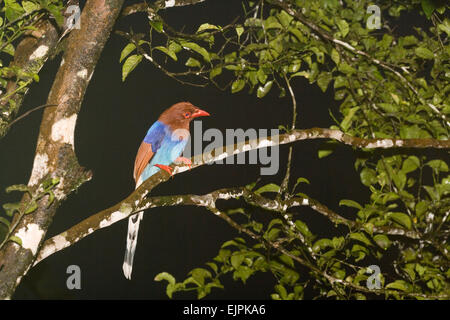 Sri Lanka Blue Magpie (Urocissa ornata). Endangered; Endemic. Sinharaja Rain Forest Reserve. Sri Lanka.  Joe Blossom Stock Photo