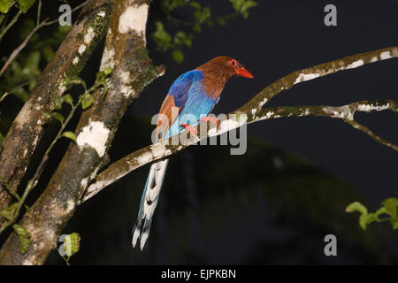 Sri Lanka Blue Magpie (Urocissa ornata). Endangered. Endemic to Sri Lanka. Sinharaja Rain Forest Reserve.  Joe Blossom Stock Photo