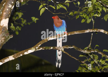 Sri Lanka Blue Magpie (Urocissa ornata). Endangered. Endemic to Sri Lanka. Sinharaja Rain Forest Reserve.  Joe Blossom Stock Photo