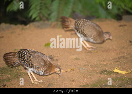 Sri Lanka, or Lafeyette Jungle Fowl (Gallus lafayettii). Hens or females. Endemic. National bird of Sri Lanka. Sinharaja Forest. Stock Photo