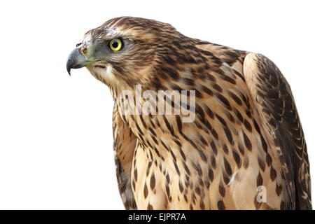 portrait of eurasian sparrowhawk ( Accipiter nisus )  isolated over white background Stock Photo