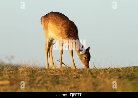 young fallow deer grazing on meadow ( Dama ) Stock Photo