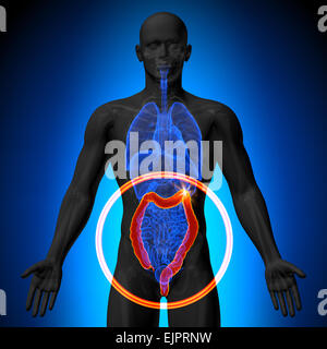 Colon / Large Instestine - Male anatomy of human organs - x-ray view ...