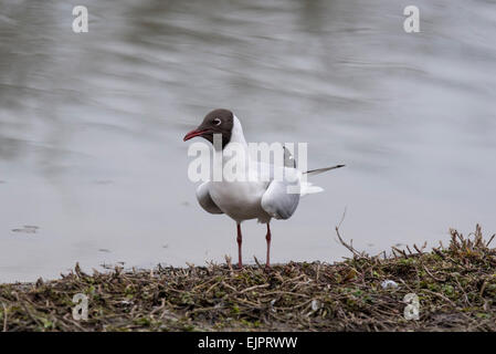 A Black Head Gull in summer plumage standing on the shore of a lake Stock Photo