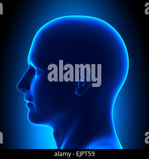 Anatomy Head - Side View - Blue concept Stock Photo