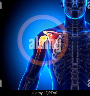 Male Clavicle Bone Anatomy - Anatomy Bones Stock Photo: 80407319 - Alamy