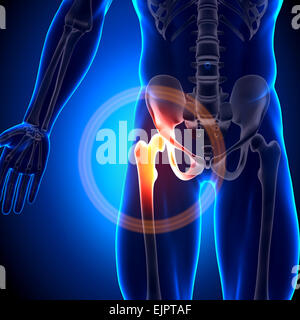 Male Hip Joint - Anatomy Bones Stock Photo