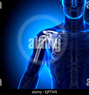 Male Clavicle Bone Anatomy - Anatomy Bones Stock Photo - Alamy