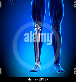 Male Tibia / Fibula - Calf Anatomy - Anatomy Bones Stock Photo