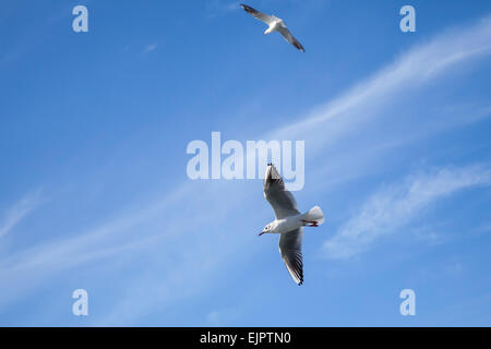 Two white seagulls flying on blue cloudy sky background Stock Photo