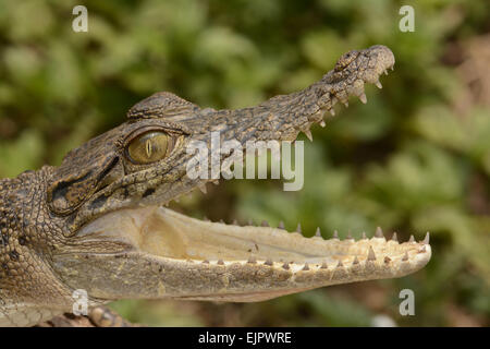 Saltwater Crocodile (Crocodylus porosus) juvenile, close-up of head, with mouth open, Bali, Lesser Sunda Islands, Indonesia, October (captive) Stock Photo