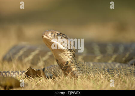 King Cobra (Ophiophagus hannah) adult, close-up of head, feeding on ...