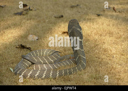 KING COBRA Ophiophagus hannah. Rear of hood, Captive specimen Stock ...