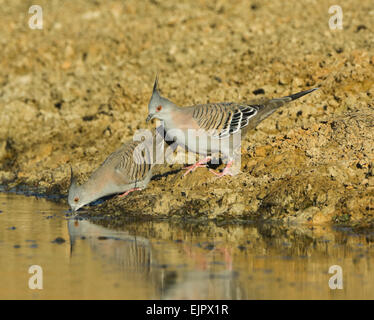 Crested Pigeons (Ocyphaps lophotes) drinking from a pool at daybreak, Mungo National Park, New South Wales, Australia Stock Photo