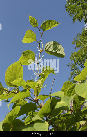 Japanese Knotweed (Fallopia japonica) introduced invasive species, new ...