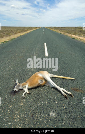 Red Kangaroo (Macropus rufus) roadkill,  New South Wales, Australia Stock Photo