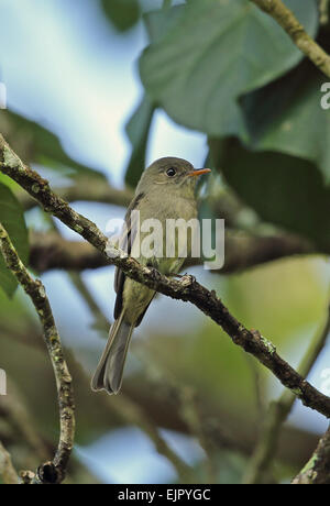 Jamaican Pewee (Contopus pallidus) adult, perched on twig, Marshall's Pen, Jamaica, December Stock Photo