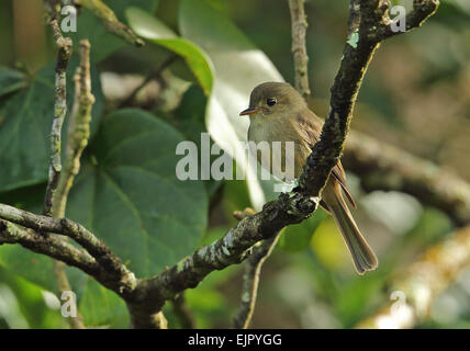 Jamaican Pewee (Contopus pallidus) adult, perched on twig, Marshall's Pen, Jamaica, December Stock Photo