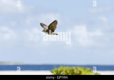 Tuamotu Sandpiper (Prosobonia parvirostris) adult, in flight, with lagoon in background, Morane Island, Tuamotu Islands, French Stock Photo
