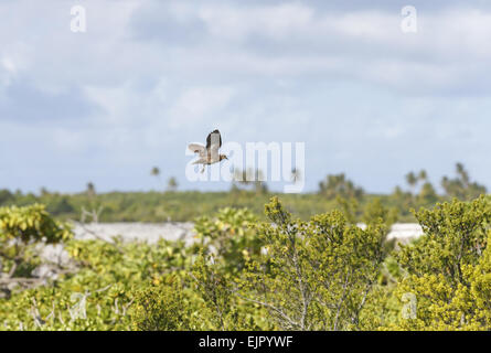 Tuamotu Sandpiper (Prosobonia parvirostris) adult, in flight over low bushes, Morane Island, Tuamotu Islands, French Polynesia, Stock Photo