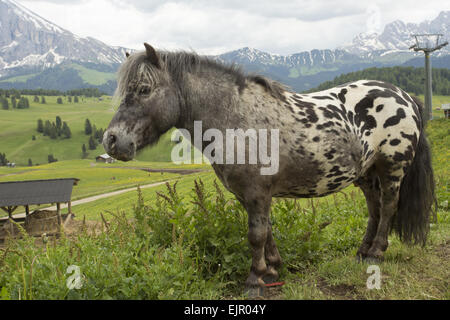 Horse, miniature spotted pony, adult, standing in alpine meadow, Seiser Alm, Dolomites, Italian Alps, Italy, June Stock Photo