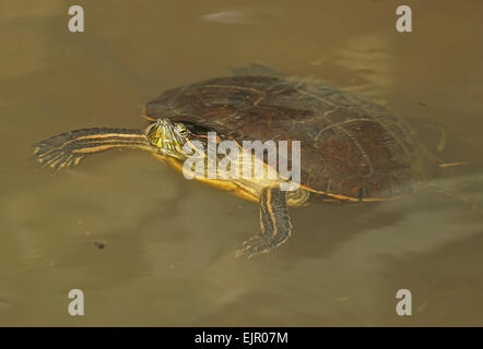 Panamanian Slider (Trachemys venusta panamensis) adult, floating in stream, Pipeline Road, Panama, November Stock Photo