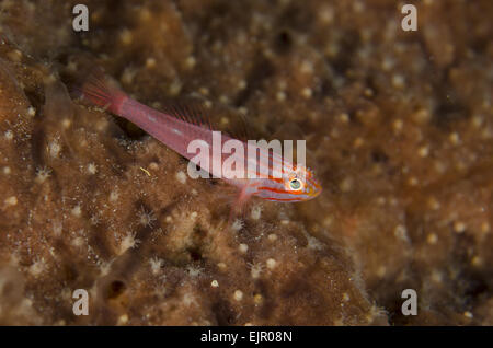 Stripedhead Dwarfgoby (Trimma striatum) adult, Lembeh Straits, Sulawesi, Greater Sunda Islands, Indonesia, October Stock Photo