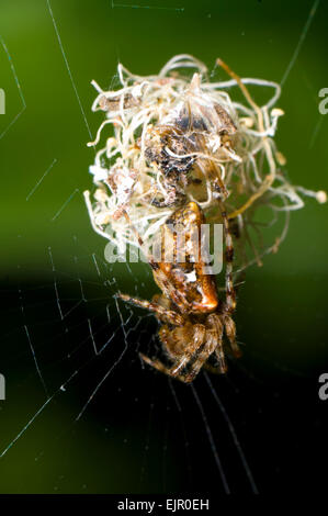 Spider (Cyclosa insulana), Queensland, Australia Stock Photo