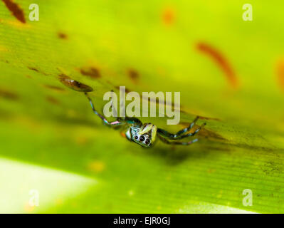 Jumping Spider (Cosmophasis micans or Cosmophasis thalassina), Mary River, Northern Territory Stock Photo