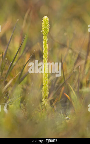Marsh Clubmoss (Lycopodiella inundata) fertile frond, growing on wet peat, Studland, Dorset, England, August Stock Photo