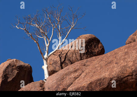 Shepherd's tree (Boscia albitrunca) between two boulders at Twyfelfontein, Namibia Stock Photo