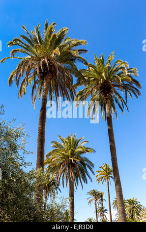 Canary Island Date Palm (Phoenix canariensis), Santa Lucia de Tirajana, Gran Canaria, Canary Islands, Spain Stock Photo