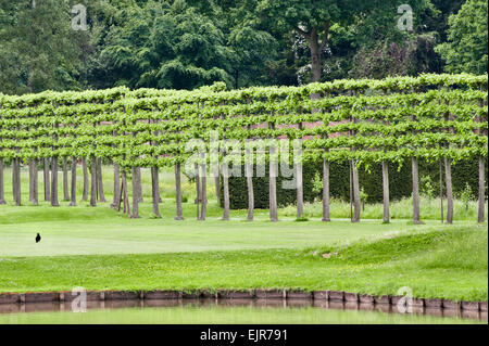 Erddig Hall gardens, Wrexham, Wales, UK. An avenue of pleached lime trees (tilia) in the restored garden Stock Photo