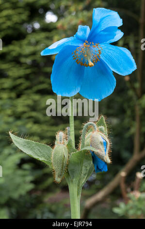 Meconopsis betonicifolia, the Himalayan Blue Poppy, in a Welsh garden