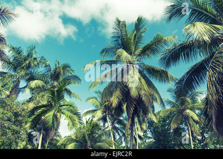 Coconut palm trees over cloudy sky background. Vintage style. Photo with blue toned filter effect Stock Photo
