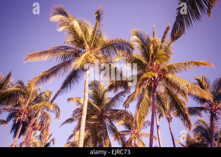Coconut palm trees over clear sky background. Vintage style. Photo with old style purple toned filter effect Stock Photo