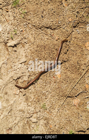 Slow-worm lizard on hot sandy road. Stock Photo
