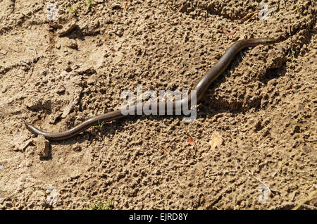 Slow-worm lizard on hot sandy road. Stock Photo