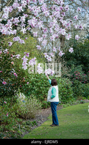 Woman looking at Magnolia sargentiana flowers in spring at RHS Wisley Gardens. Wisley, Surrey, UK Stock Photo