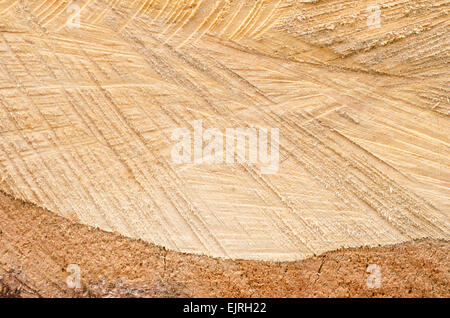 Closeup of cut tree trunk texture Stock Photo - Alamy