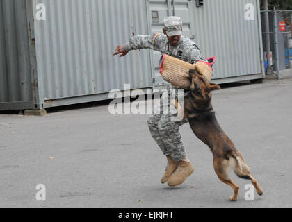 A soldier assigned to 501st Special Troops Battalion demonstrates for Brig. Gen. Paul C. Hurley the effectiveness of a military working dog at Camp Carroll, South Korea, July 22, 2011. Hurley visited the 501st SBDE to learn firsthand about one of his subordinate units and thank them for their service. Hurley took command of 501st SBDE's parent unit, 19th Expeditionary Sustainment Command, June 30. Stock Photo