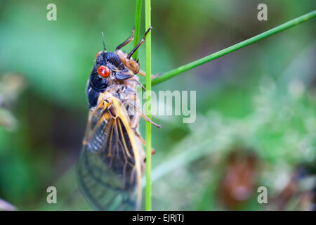 A close up of a cicada clinging to a blade of grass; shallow depth of field; Photo taken during the summer, 2013 cicada season i Stock Photo