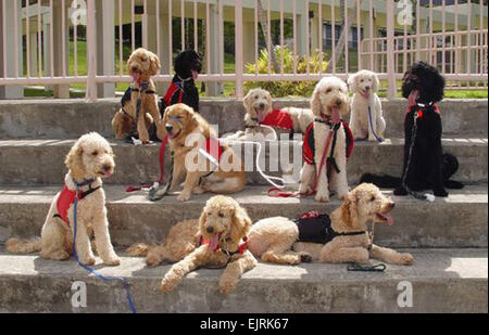 Military ohana open hearts, homes to raise service dogs  Molly Hayden, U.S. Army Garrison-Hawaii Public Affairs July 03, 2008  WAHIAWA, Hawaii - Donated and specially bred service dogs of Hawaii Fi-Do pause for a photograph during a training session. The specially trained dogs provide physical, psychological and therapeutic support for people who face the daily challenges of life with a disability other than blindness.   see: /-news/2008/07/03/10637-military-ohana-open-h...  /-news/2008/07/03/10637-military-ohana-open-hearts-homes-to-raise-service-dogs/ Stock Photo