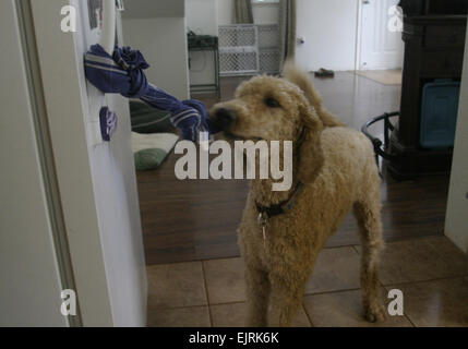 WAHIAWA, Hawaii - Puppy in training, Val, opens the refrigerator door during a training session. Army family members and members of the community can become a puppy raiser to aid in basic training of future service dogs.  Molly Hayden, U.S. Army Garrison-Hawaii Public Affairs  see: /-news/2008/07/03/10637-military-ohana-open-h...  /-news/2008/07/03/10637-military-ohana-open-hearts-homes-to-raise-service-dogs/ Stock Photo