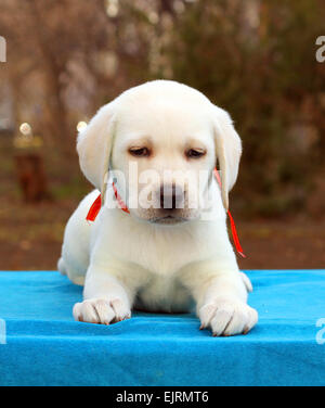 the nice yellow labrador puppy laying on red background Stock Photo - Alamy