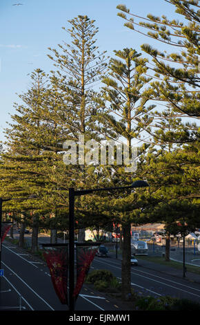 Norfolk Island Pine, Araucaria heterophylla, trees on Marine Parade, Napier, New Zealand Stock Photo
