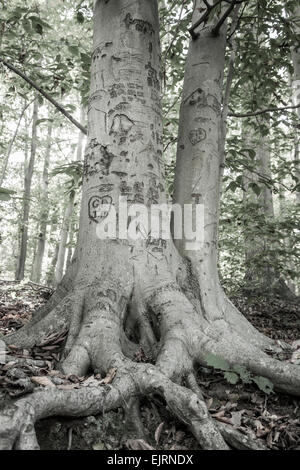 A tree is carved with all sorts of hearts and initials Stock Photo