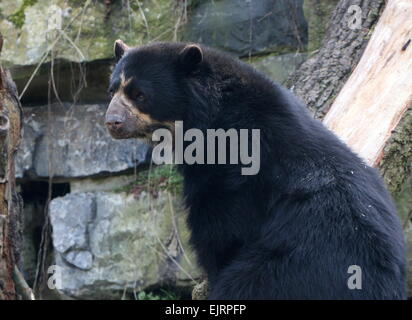 Spectacled or  Andean bear (Tremarctos ornatus) close-up Stock Photo