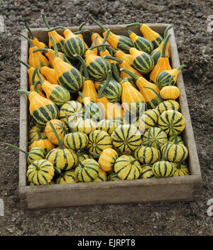 A Wooden Box Containing Freshly Picked Pumpkins. Stock Photo
